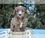 Small Cavapoo