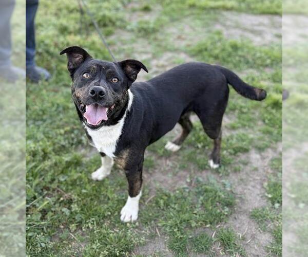 Medium Photo #1 Mutt Puppy For Sale in Modesto, CA, USA