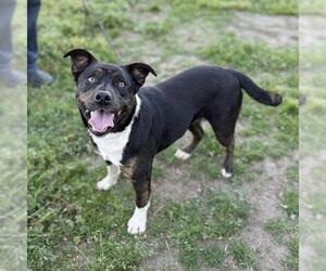 Mutt Dogs for adoption in Modesto, CA, USA