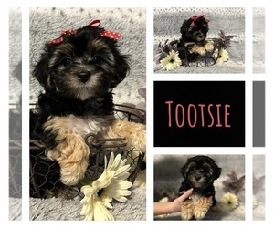 Maltipoo Puppy for sale in QUEEN CITY, MO, USA