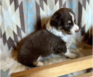 Miniature Australian Shepherd Puppy for sale in FORT MORGAN, CO, USA