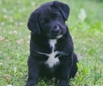 Puppy Rose Bernese Mountain Dog-Labrador Retriever Mix