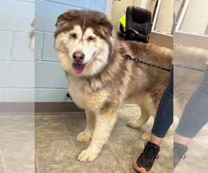 Alaskan Malamute Dogs for adoption in Rustburg, VA, USA