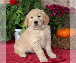 Golden Retriever Puppy for sale in SPRINGFIELD, MO, USA