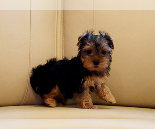 Medium Photo #3 Yorkshire Terrier Puppy For Sale in LOS ANGELES, CA, USA