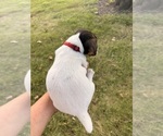 Small #1 Jack Russell Terrier