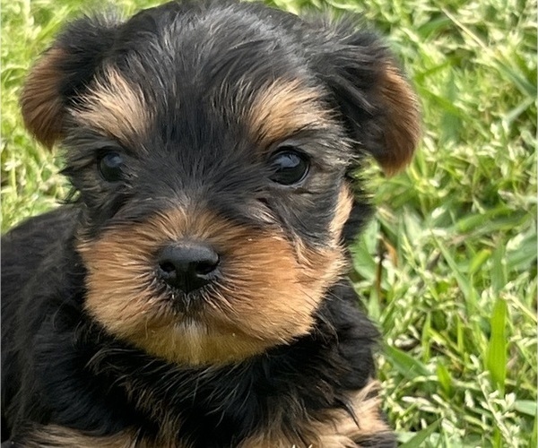Medium Photo #1 Yorkshire Terrier Puppy For Sale in PARIS, TX, USA