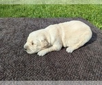 Small Photo #18 Golden Retriever Puppy For Sale in WOOSTER, OH, USA