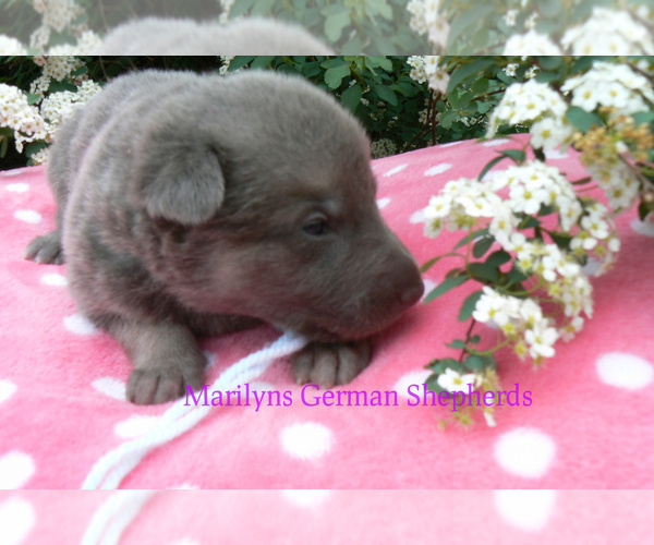 Medium Photo #6 German Shepherd Dog Puppy For Sale in PIEDMONT, MO, USA