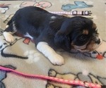 Small Photo #57 Aussalier Puppy For Sale in ATHOL, ID, USA