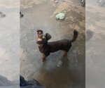 CHAKA - Male Pinny-Poo Dog for Adoption - Small photo