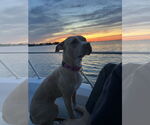 Small #6 American Pit Bull Terrier-Labrador Retriever Mix