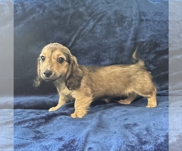 Medium Photo #14 Dachshund Puppy For Sale in MEMPHIS, TN, USA