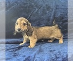 Small #13 Dachshund