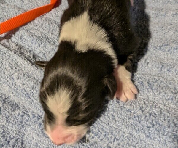 Medium Photo #23 Australian Shepherd Puppy For Sale in SYLVA, NC, USA