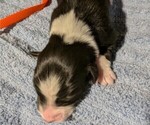 Small Photo #23 Australian Shepherd Puppy For Sale in SYLVA, NC, USA