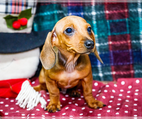 Medium Photo #5 Dachshund Puppy For Sale in WAKARUSA, IN, USA