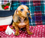 Small #4 Dachshund