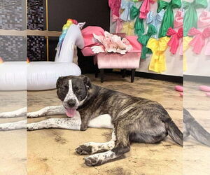 Logan HOWLett - Male American Pit Bull Terrier-Saint Bernard Mix Dog for Adoption - Photo #6