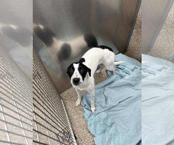 Medium Photo #2 Retriever -Unknown Mix Puppy For Sale in Martinsburg, WV, USA