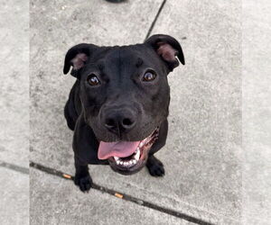 American Pit Bull Terrier Dogs for adoption in Berkeley, CA, USA