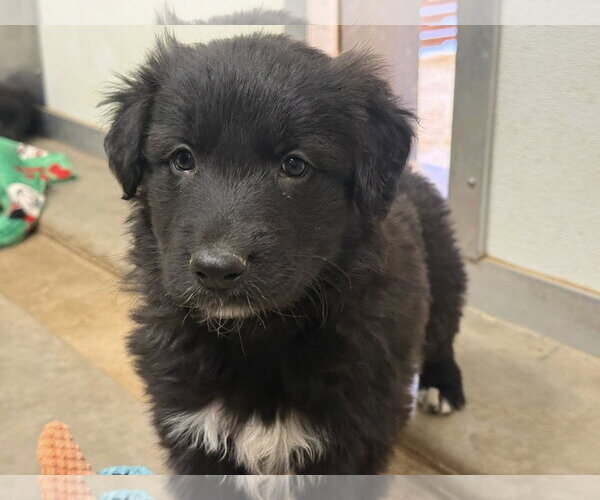 Medium Photo #4 Border Collie-Unknown Mix Puppy For Sale in Cave Creek, AZ, USA