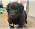 Small #3 Border Collie Mix