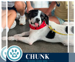 Small #7 American Bulldog Mix