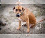 Small Photo #2 Black Mouth Cur-Rhodesian Ridgeback Mix Puppy For Sale in Brewster, NY, USA