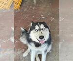 Small Photo #1 Siberian Husky Puppy For Sale in JACKSONVILLE, FL, USA