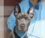Small American Staffordshire Terrier Mix
