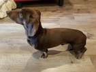 Small Photo #1 Dachshund Puppy For Sale in HILLSBORO, OR, USA