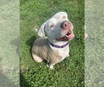 Small #43 American Pit Bull Terrier Mix