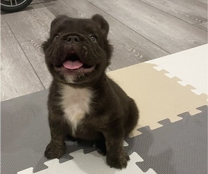 French Bulldog Puppy for sale in LAS VEGAS, NV, USA