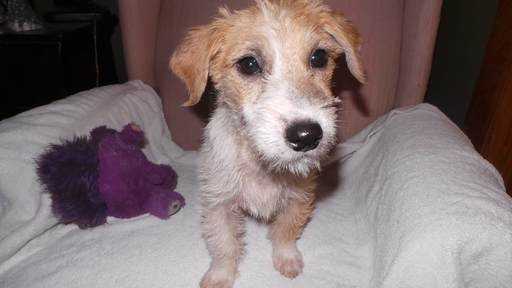 Medium Photo #10 Jack Russell Terrier Puppy For Sale in AIKEN, SC, USA