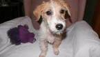 Small Photo #10 Jack Russell Terrier Puppy For Sale in AIKEN, SC, USA
