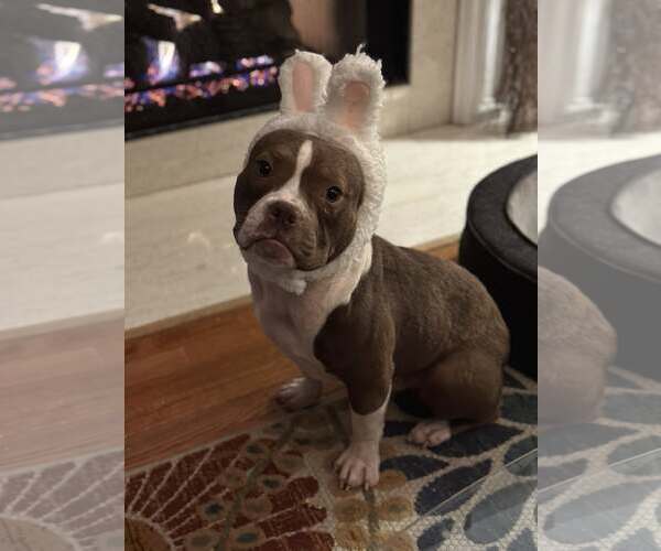 Medium Photo #4 Mutt Puppy For Sale in Greenville, SC, USA