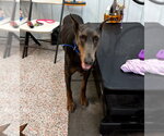 Small #15 Doberman Pinscher