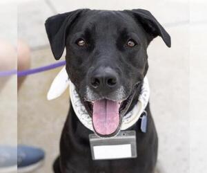 Cocoa - Male Labrador Retriever-Unknown Mix Dog for Adoption - Photo #8