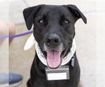 Small Photo #8 Labrador Retriever-Unknown Mix Puppy For Sale in San Diego, CA, USA