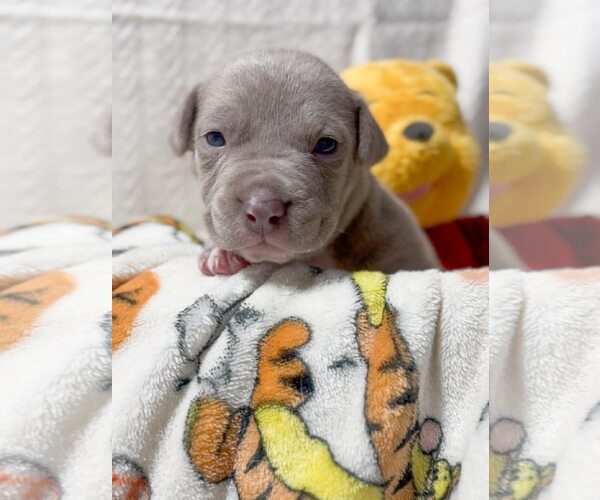 Medium Photo #1 American Pit Bull Terrier Puppy For Sale in Belleville, MI, USA