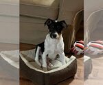Small #30 Jack Russell Terrier Mix