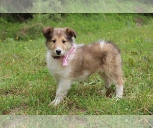 Collie Puppy for sale in KINGSPORT, TN, USA