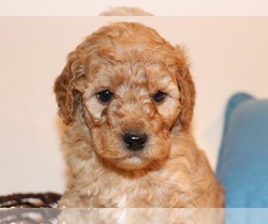 Goldendoodle Puppy for sale in BRIGHTON, MO, USA