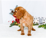 Small Photo #15 Cavalier King Charles Spaniel Puppy For Sale in WAKARUSA, IN, USA