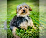 Small Mutt