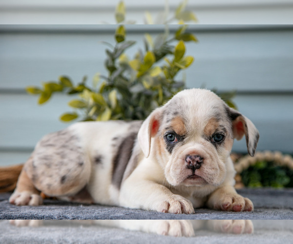 Medium Photo #21 Beabull Puppy For Sale in MILLERSBURG, OH, USA