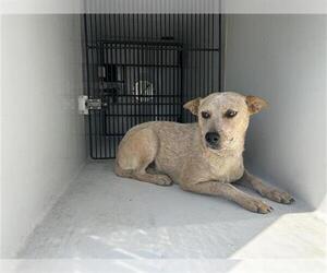 Mutt Dogs for adoption in Houston, TX, USA