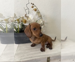 Dachshund Puppy for Sale in CHULA VISTA, California USA