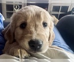 Small #2 Golden Retriever